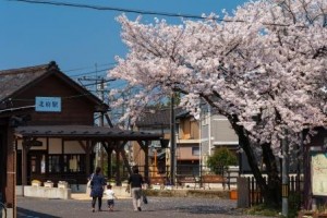 北府駅の桜