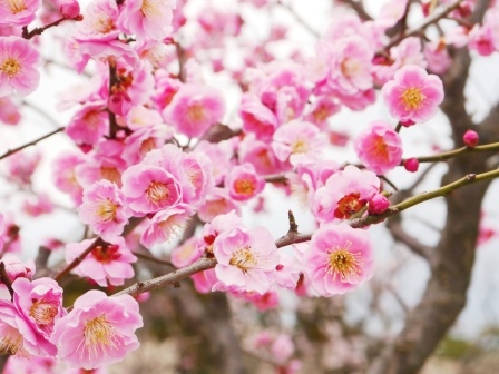 愛山荘の梅の花が見頃です 現地人staffブログ 越前市観光サイト 和紙 打刃物 箪笥 手仕事のまち